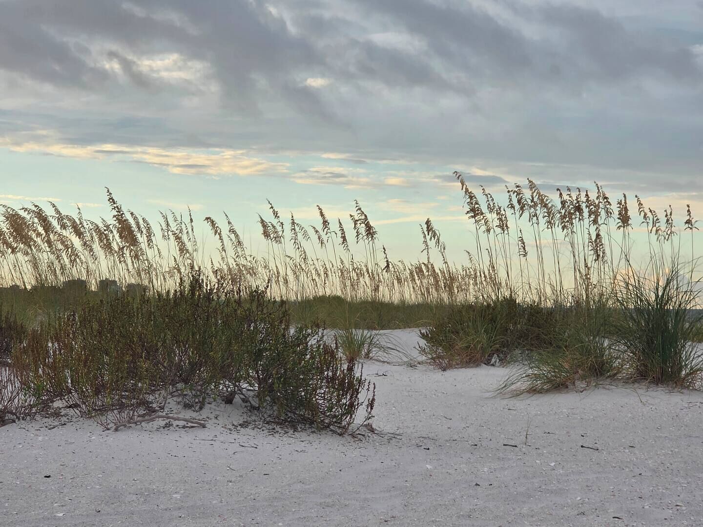 A beach with sand dunes and tall grasses.