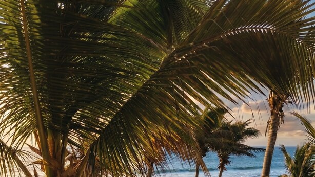 A pool area with lounge chairs and umbrellas, surrounded by palm trees and overlooking a beach. - Peña Linda Bungalows (Los Organos)