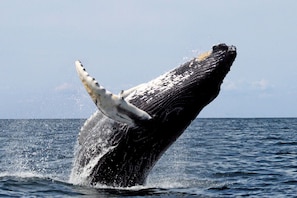 Una ballena emergiendo del agua.