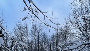 A snow-covered cabin with a visible air conditioning unit, surrounded by trees and a snowy landscape.