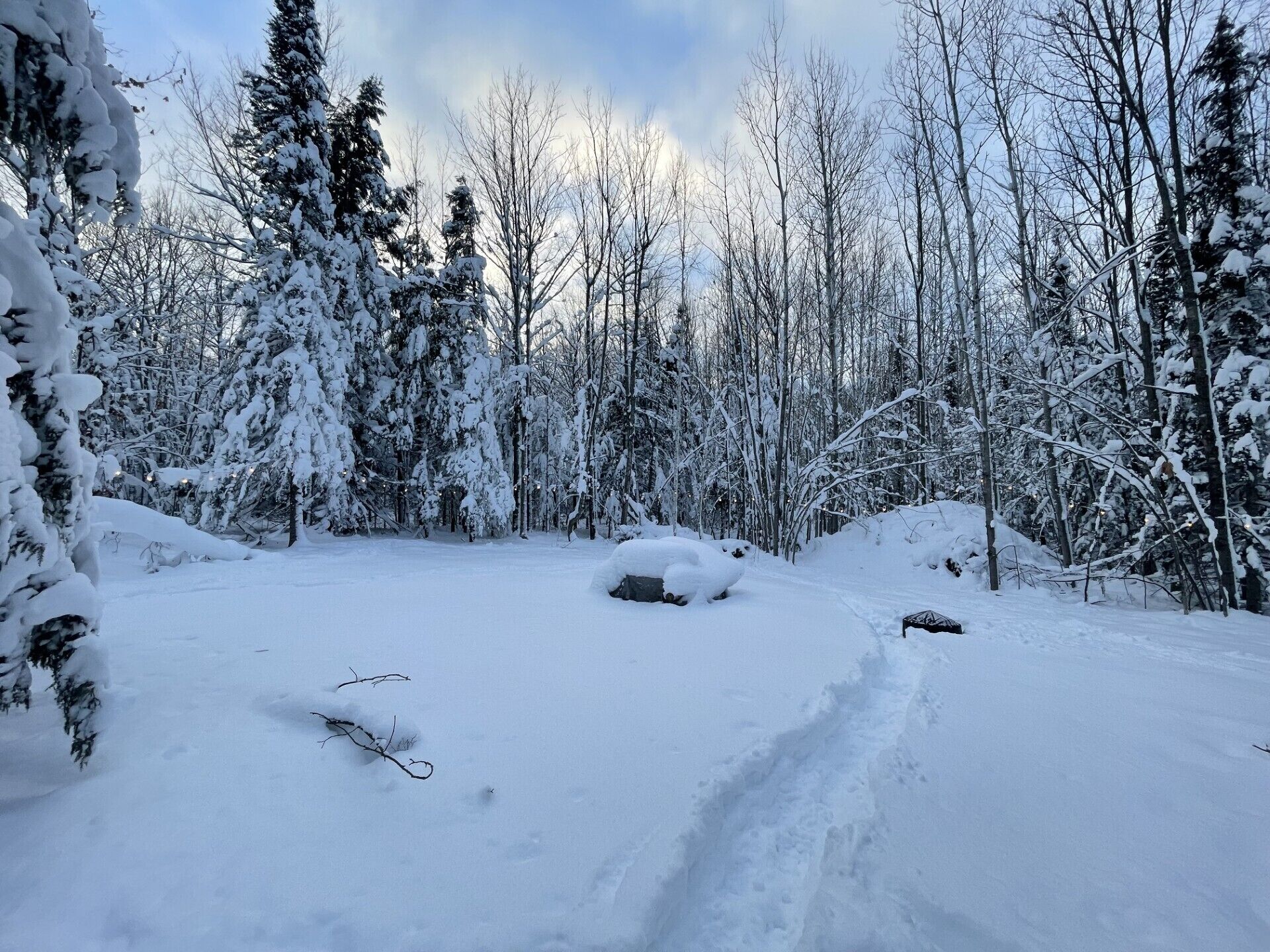 Uma floresta coberta de neve, com um caminho visível.