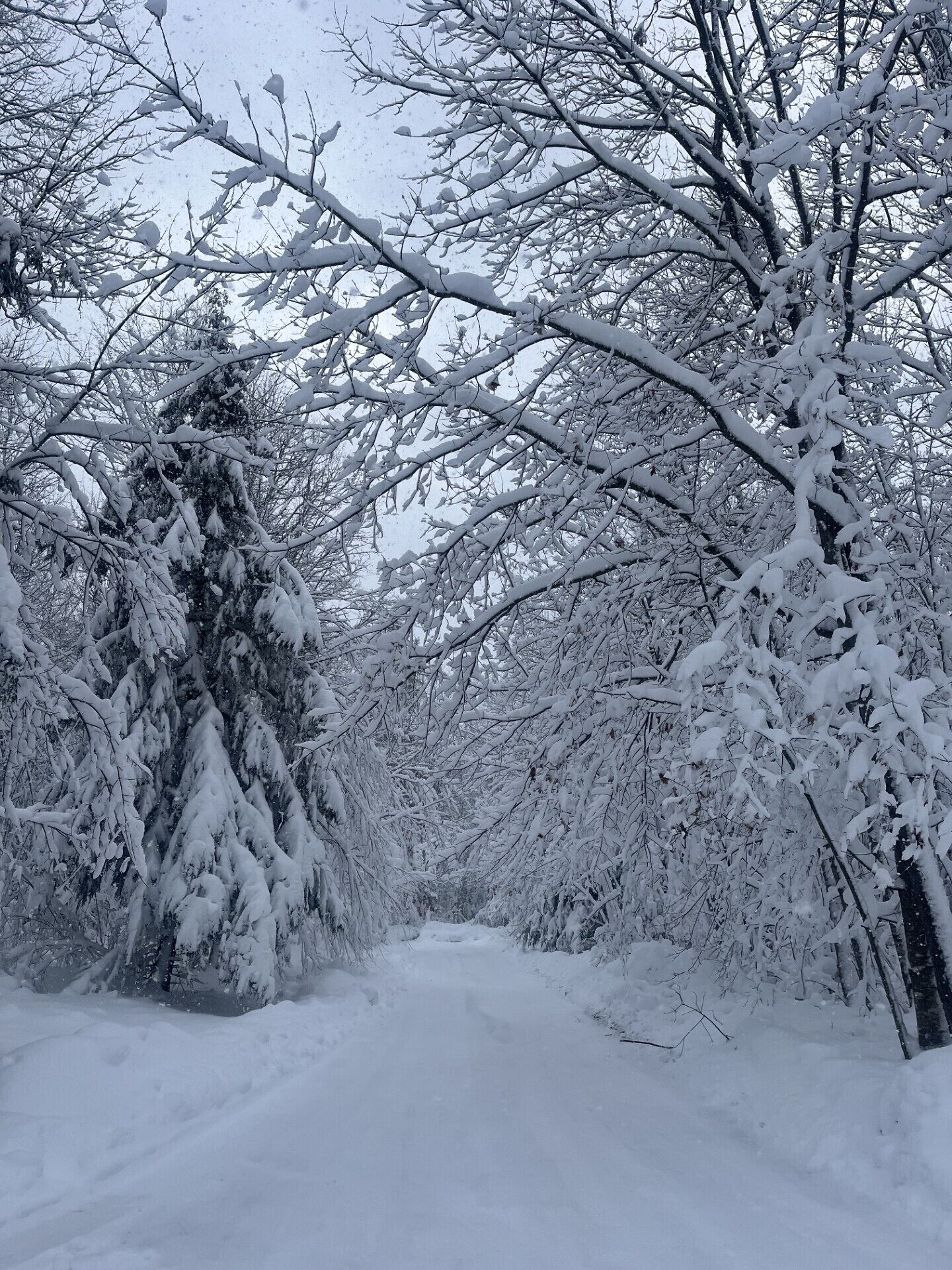 A snow-covered forest path with dense trees on either side.