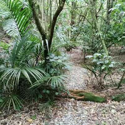 Paradise in Parapara, river across the road, beach 5mins by car. Native bush