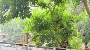 A view from a window with a metal railing, overlooking a street with cars and a tree. - The Nuvon Residency CR Park  (New Delhi)