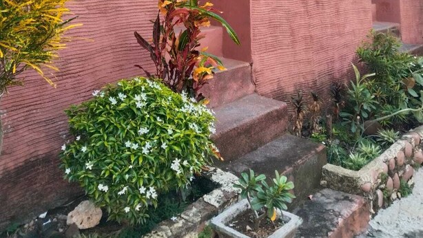 Un edificio con fachada color turquesa, una escalera que lleva a un porche y un pequeño jardín con diversas plantas.