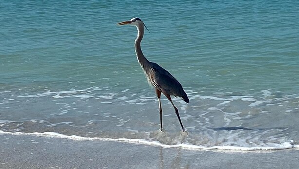 En fågel som står på en strand med klart vatten och ett lugnt hav i bakgrunden.