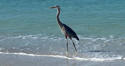 Private suite 3 miles frombeach