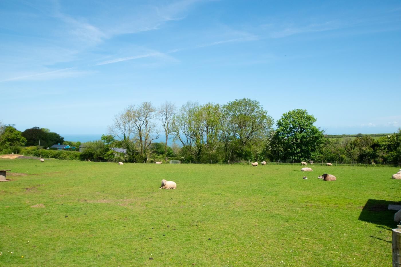 A grassy field with sheep and trees.