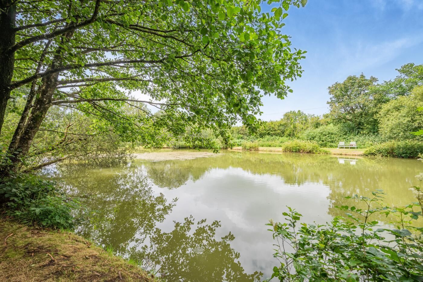 Un étang paisible, entouré d’une végétation luxuriante et d’arbres.