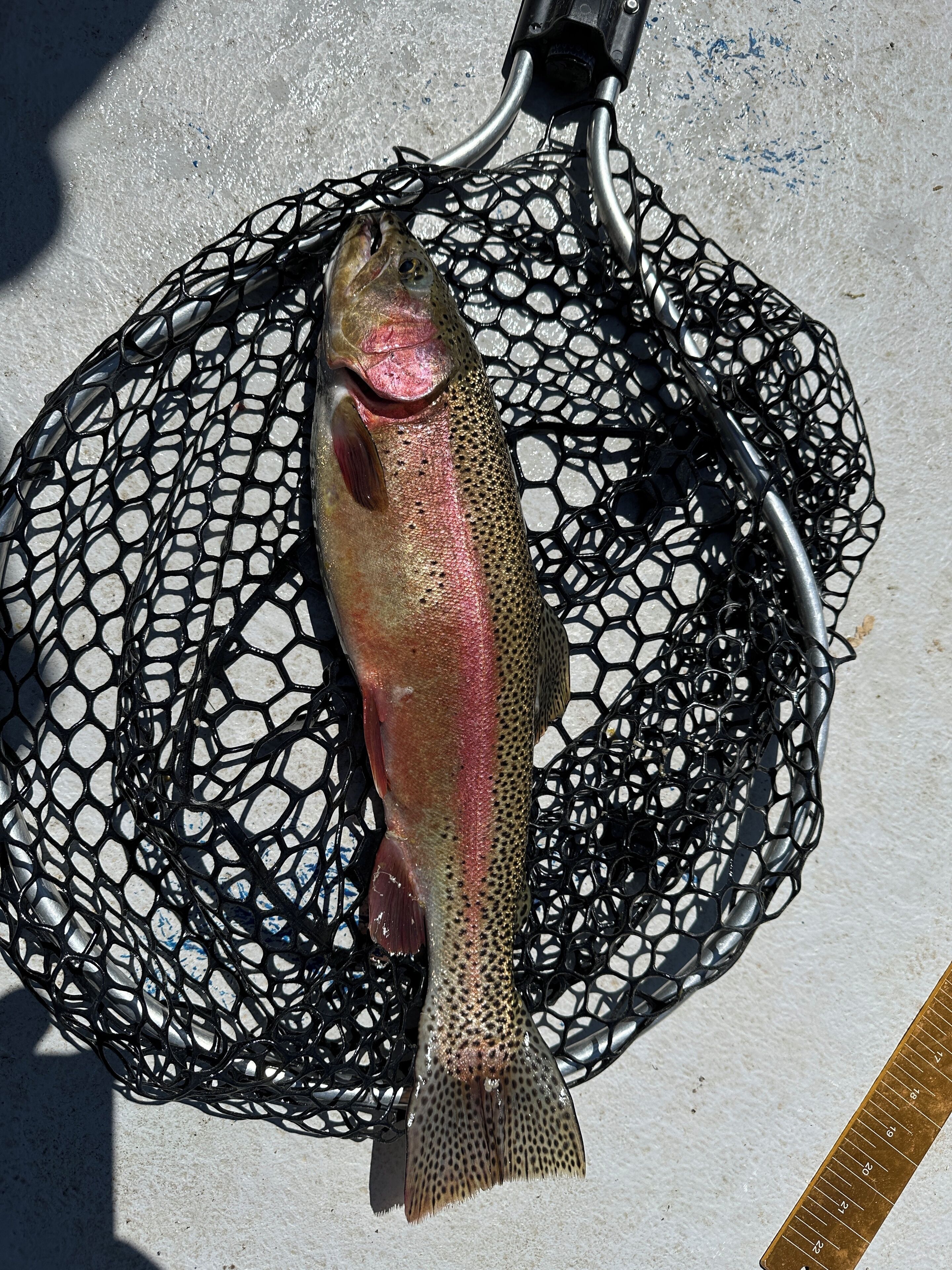A fish in a black fishing net.