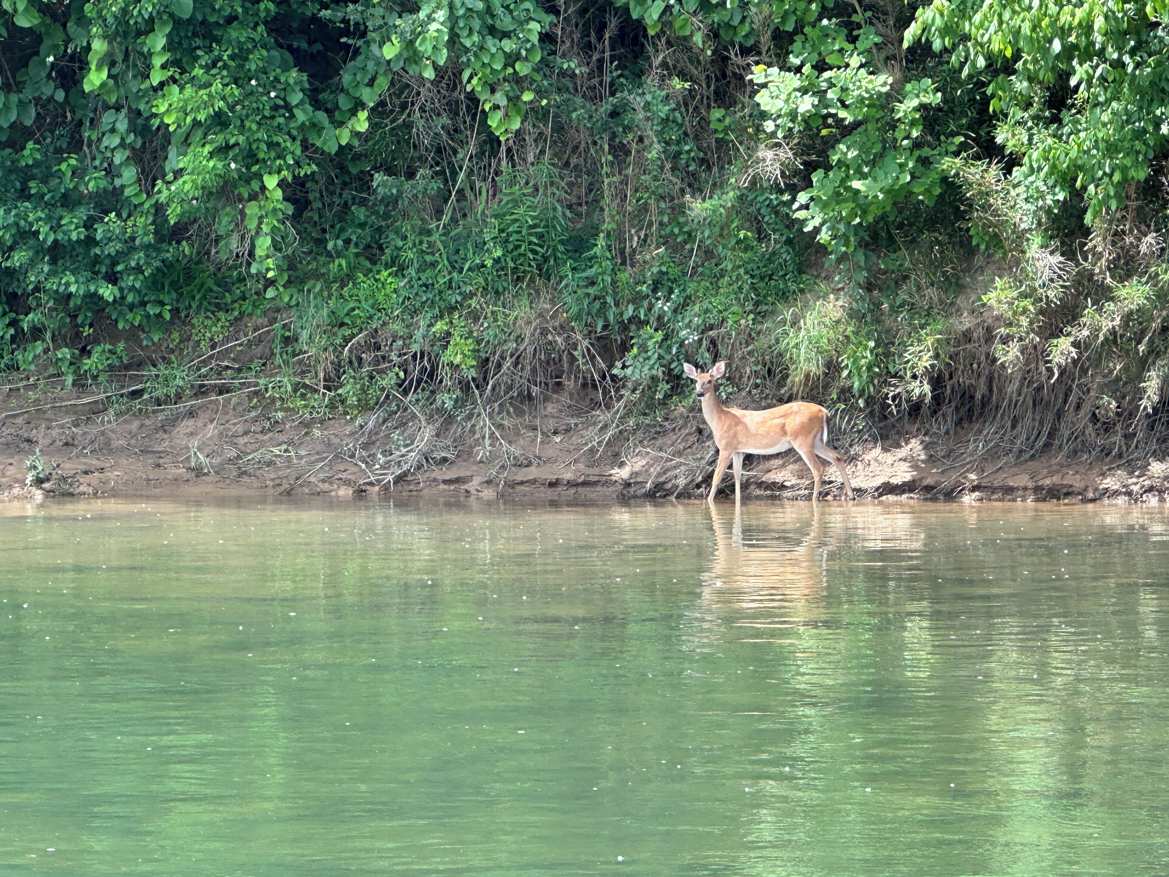 A deer standing by a calm river surrounded by dense greenery.