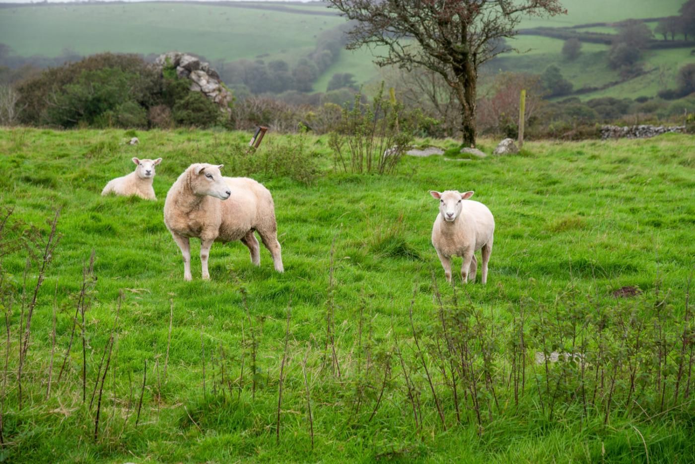 A grassy field with three sheep, one standing and two lying down, and a tree in the background.