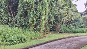 A curved pathway bordered by dense greenery and a small tree. - Apartment T2 Fort-de-France quiet residential area. (Fort-de-France)