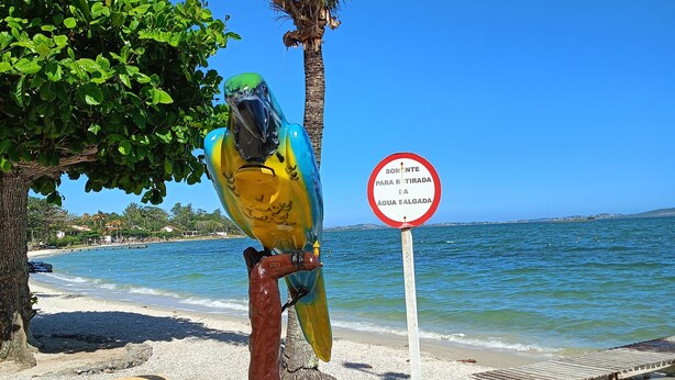 Cena de praia com uma escultura de papagaio, uma palmeira e uma placa ao fundo.