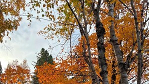 A lakeside cabin with a dock, surrounded by autumn foliage and a clear sky. - Lakefront Cozy Cabin with Amazing Sunsets and Woodland Trails close to Mackinaw (Levering)