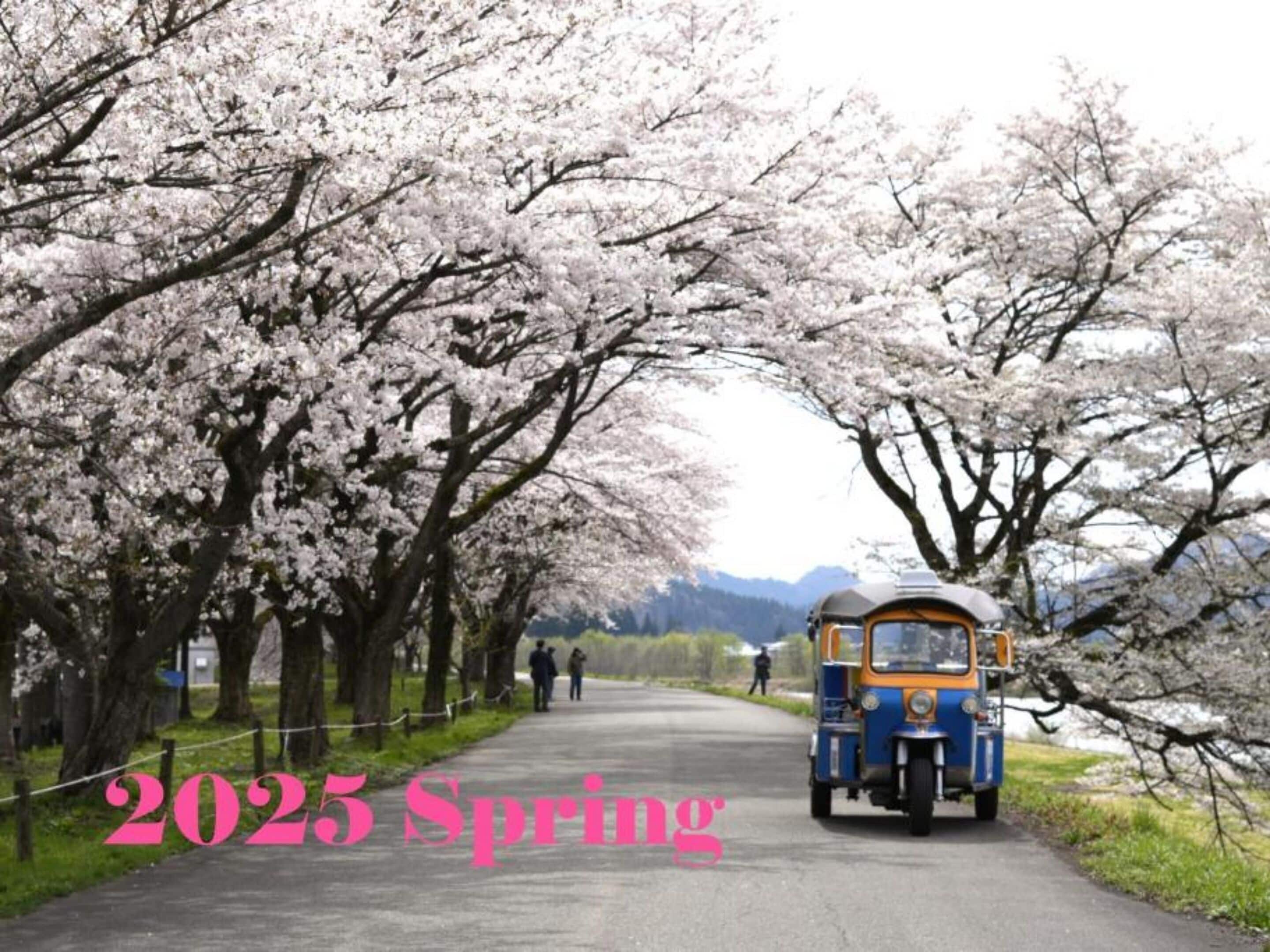 A road lined with cherry blossom trees and a vintage bus.
