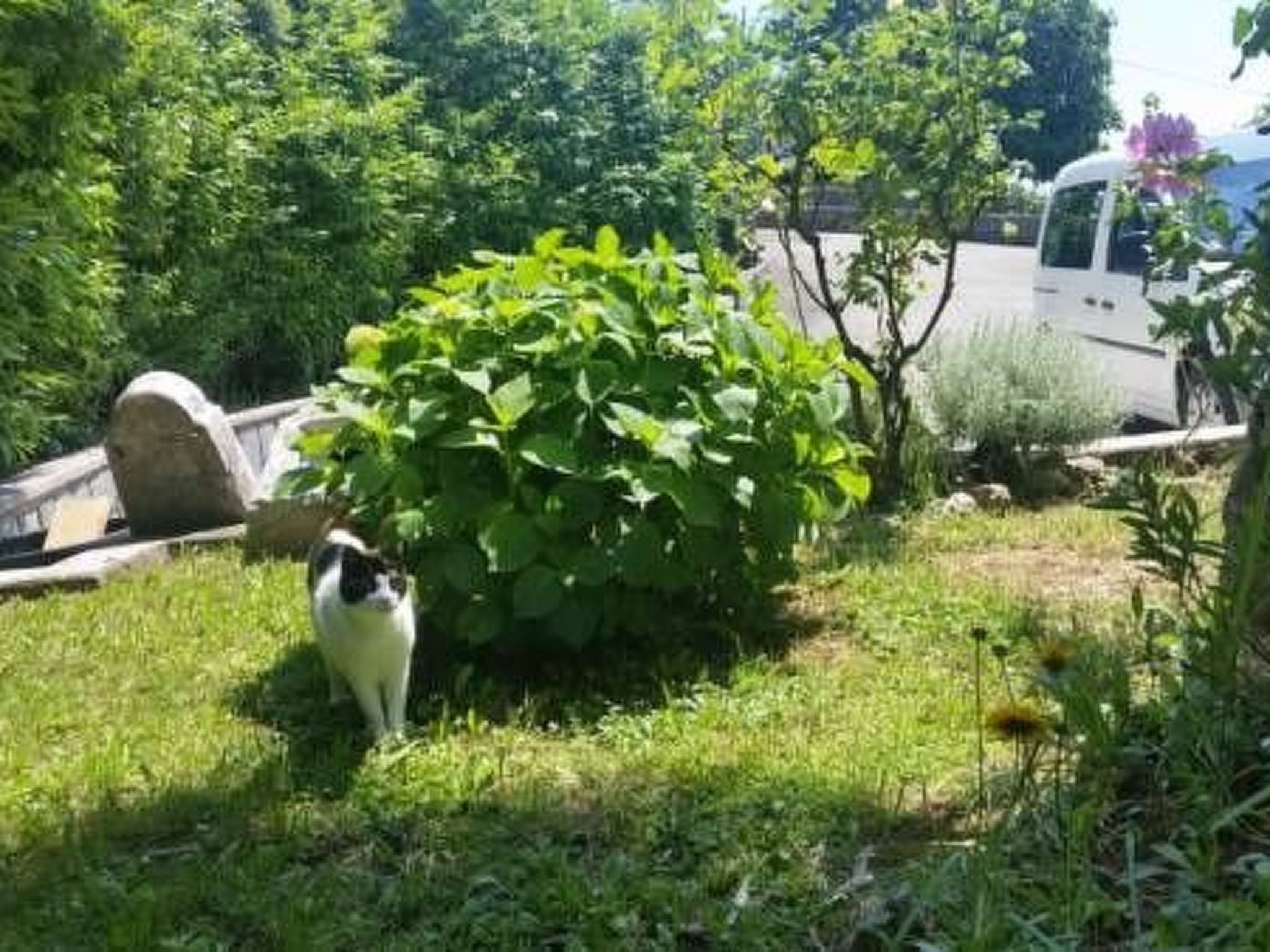 En trädgård med en vit katt, frodig grönska och ett vitt fordon i bakgrunden.