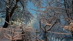 Ett snötäckt landskap med träd som är täckta av snö.