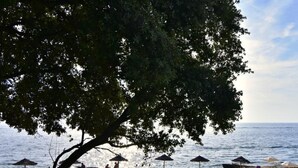 A beach with lounge chairs and umbrellas, a tree in the foreground, and a view of the sea. - FIORELA 1 by Interhome (Poreč/Tar)