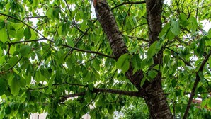 Un área de estar al aire libre con una mesa y dos sillas, rodeada por un árbol y una cerca.