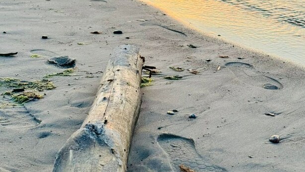 En strand med en trädstam i förgrunden, vågor som rullar in mot stranden och en solnedgång i bakgrunden.