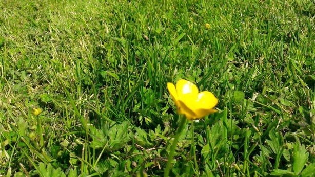 Un campo cubierto de hierba con una flor amarilla en primer plano, un edificio de piedra con techo rojo y un coche azul estacionado cerca.