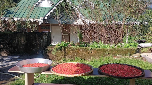 Un jardín con un muro de piedra, un cuenco de metal y una mesa de madera con una cesta de frutas rojas.