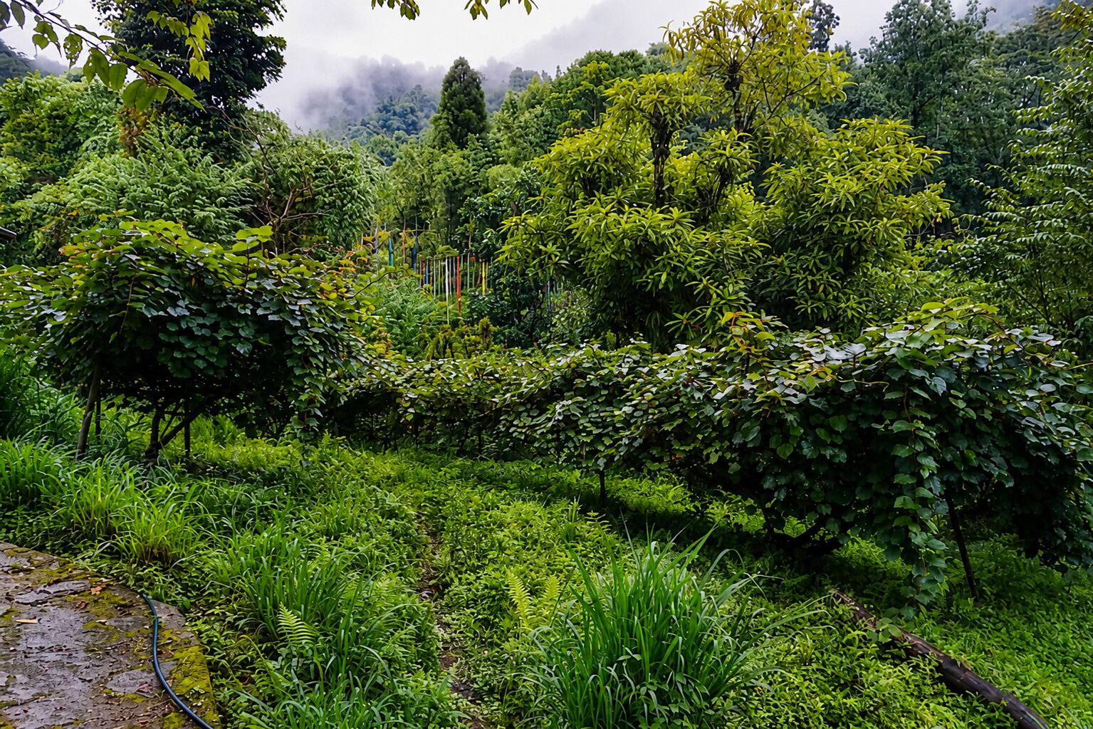 Un jardin luxuriant, avec un feuillage dense et une grande variété de plantes.