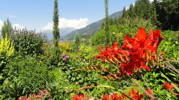 Un jardin avec différentes plantes et fleurs, une montagne en arrière-plan et un ciel dégagé.