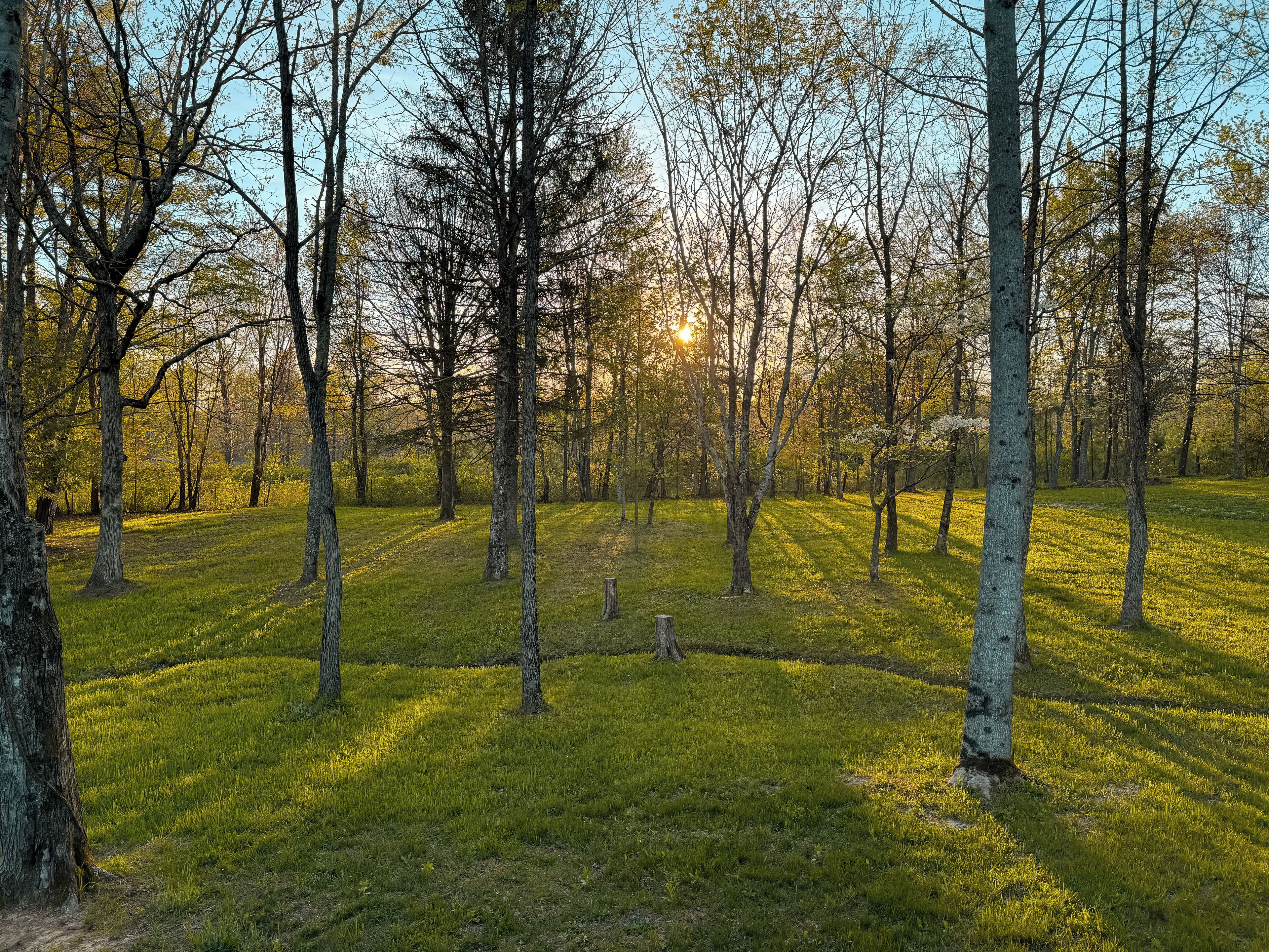 A forested area with a grassy field and trees.