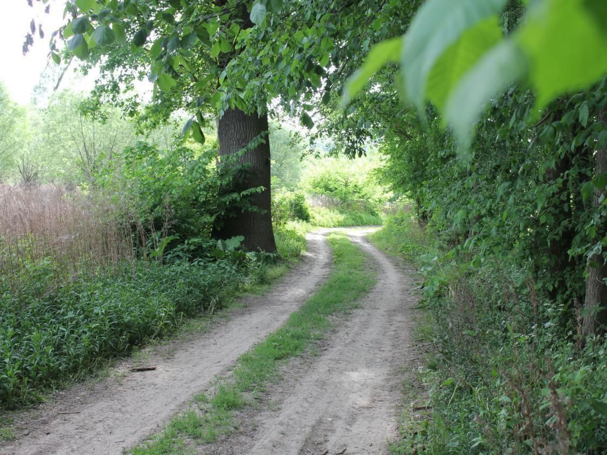 Een smalle, onverharde landweg, omgeven door weelderige begroeiing en bomen.