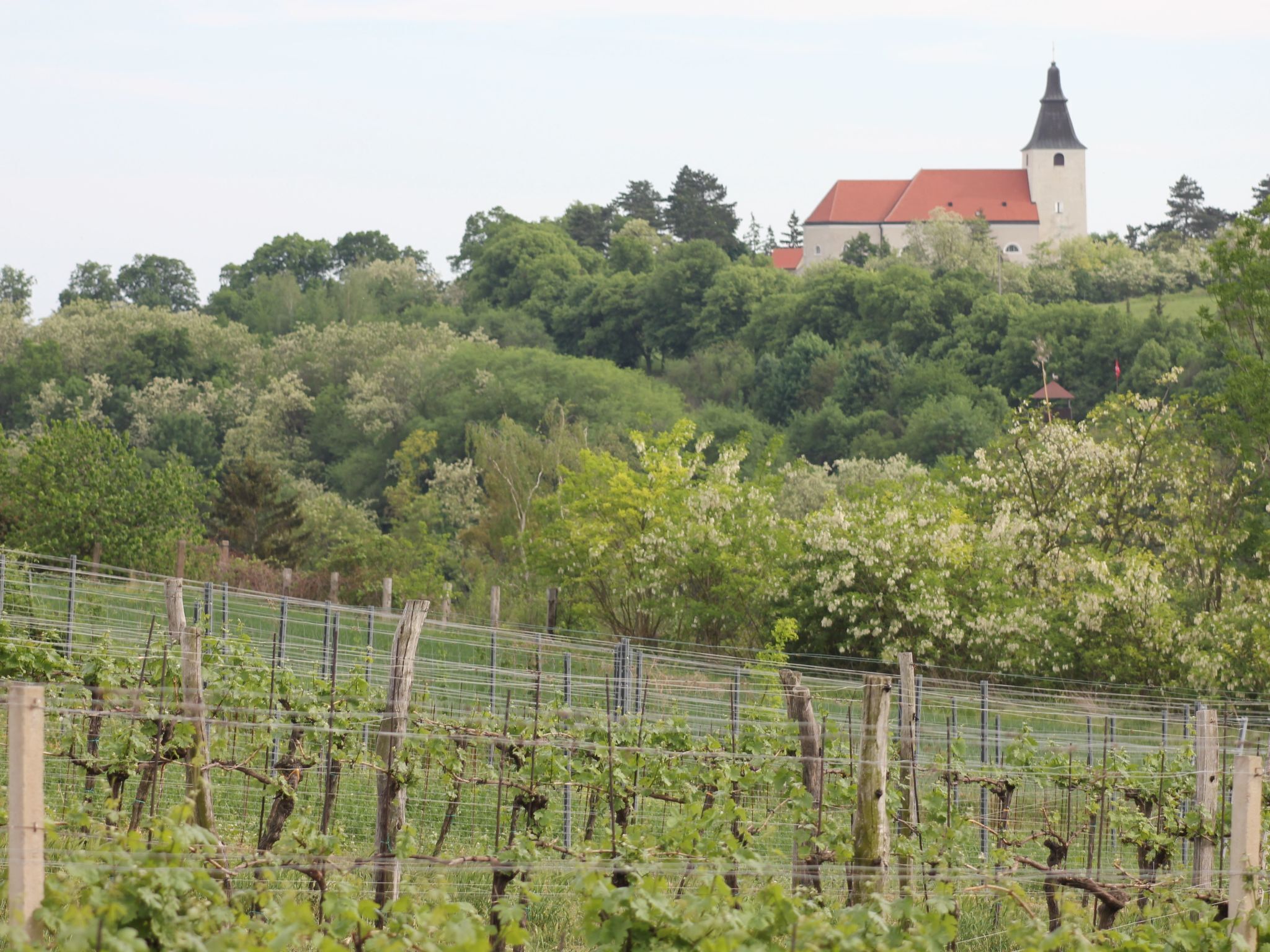 A vineyard with rows of grapevines and a church on a hill in the background.