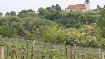 A vineyard with rows of grapevines and a church on a hill in the background.