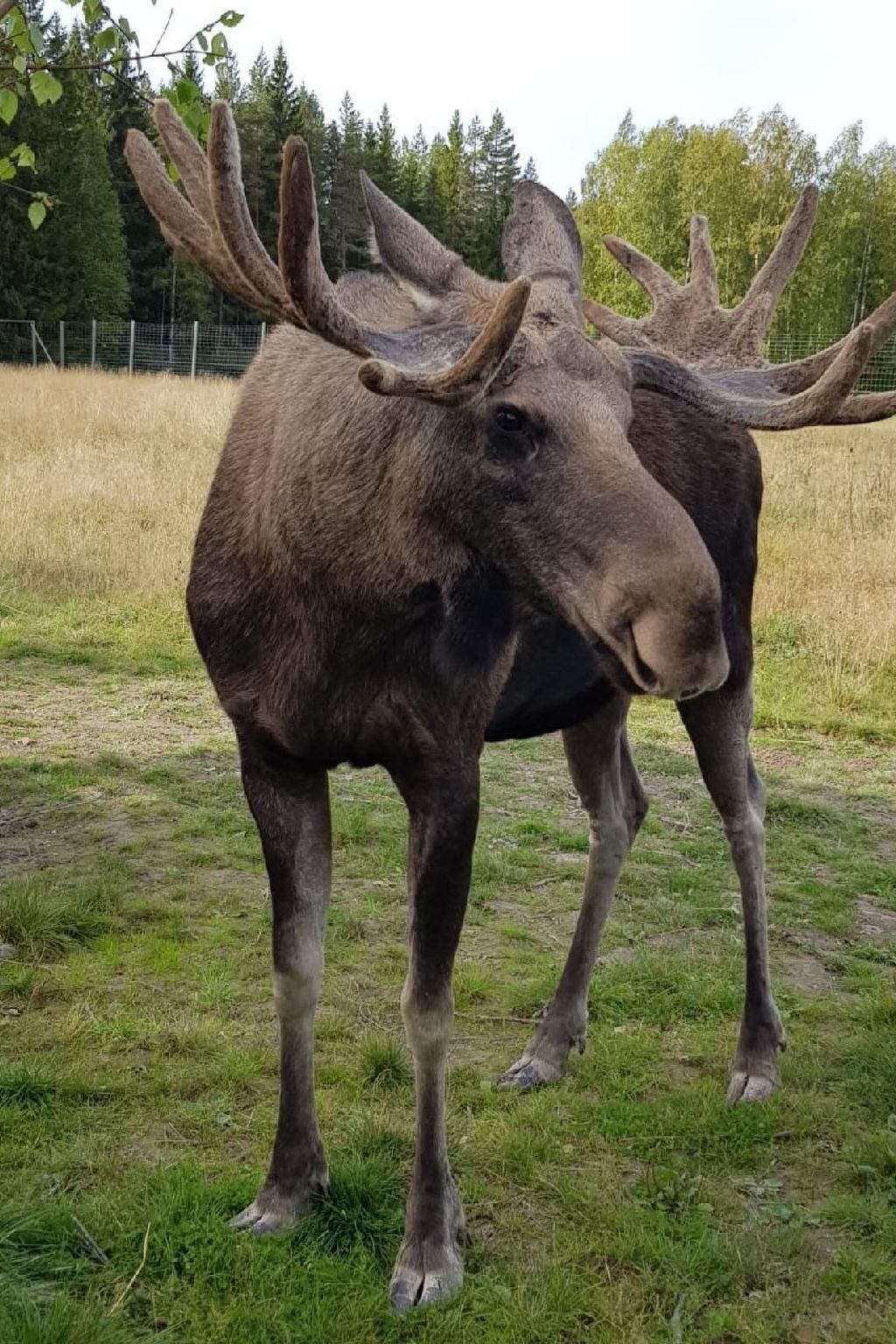 En älg som står på en gräsklädd äng med träd i bakgrunden.