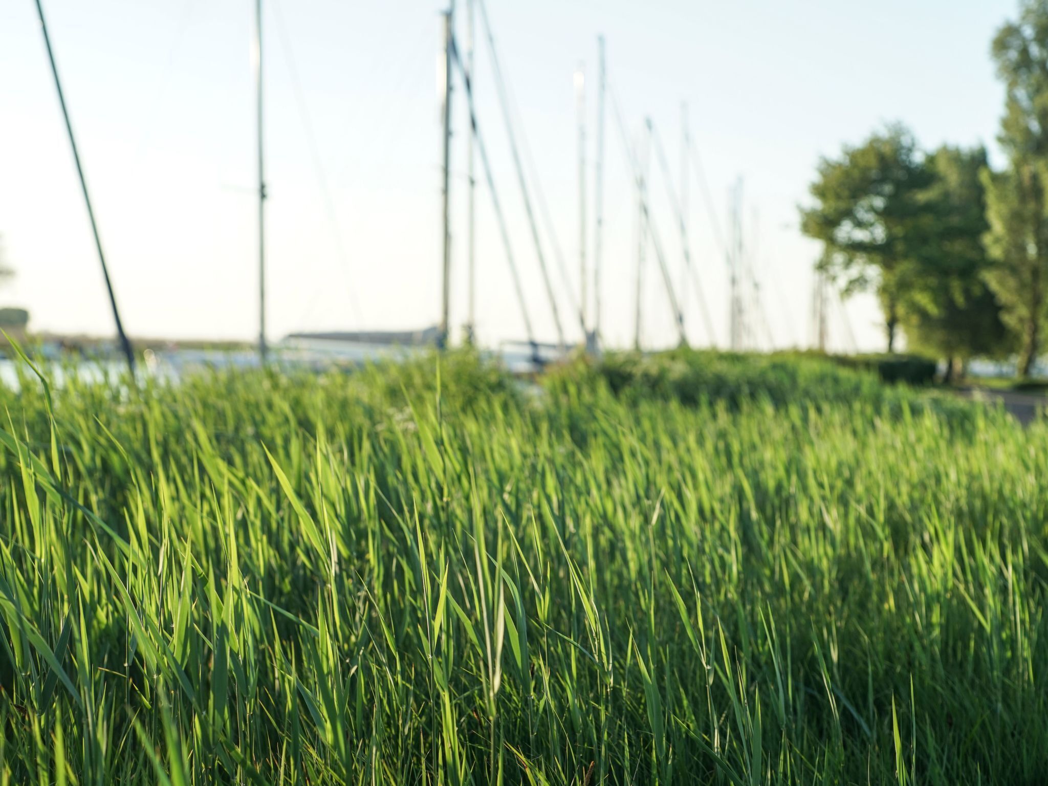 Ein Grasfeld mit verschwommenem Hintergrund aus Bäumen und einem Gewässer.