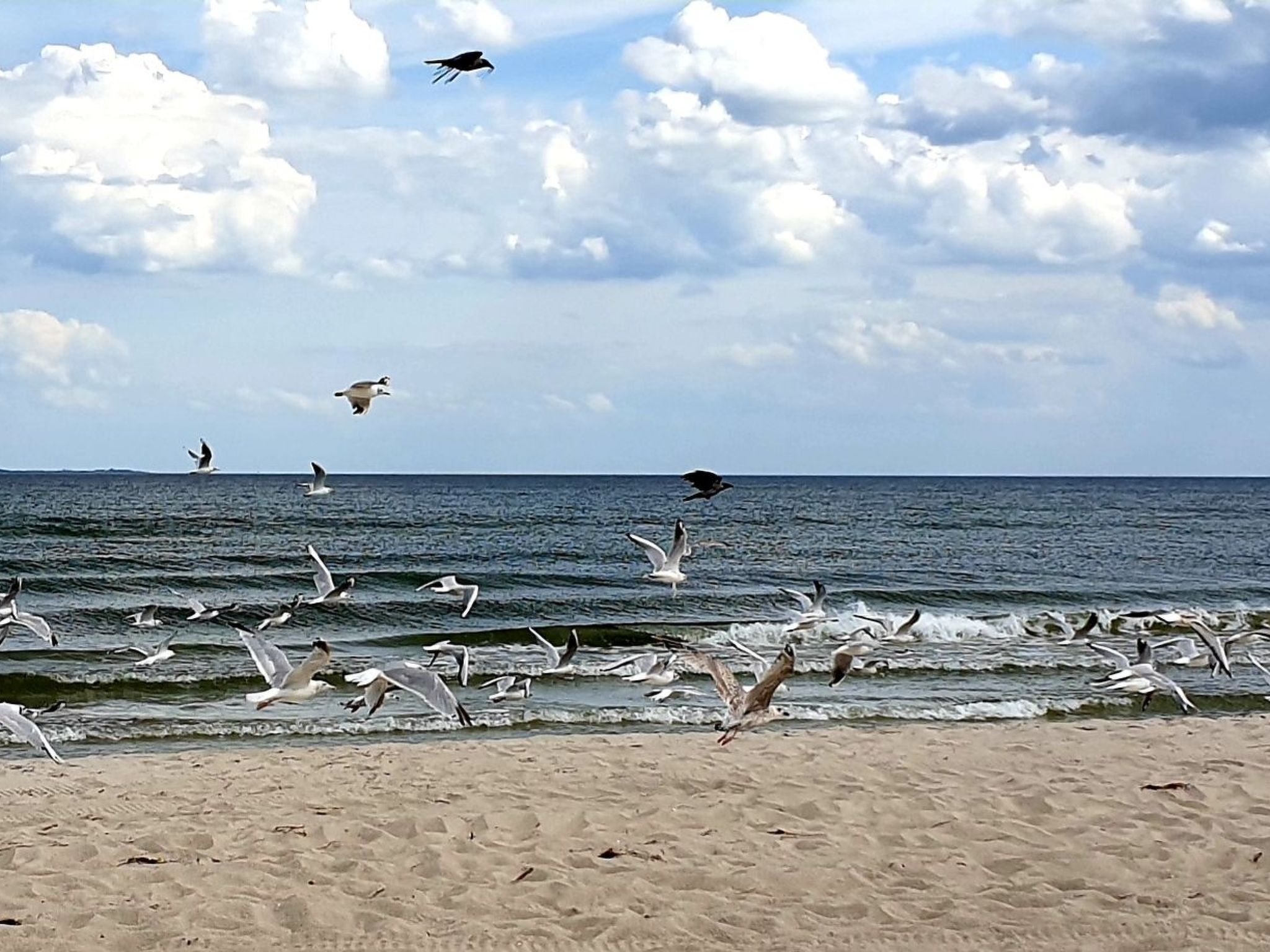 A beach with seagulls flying over the water and on the sand.
