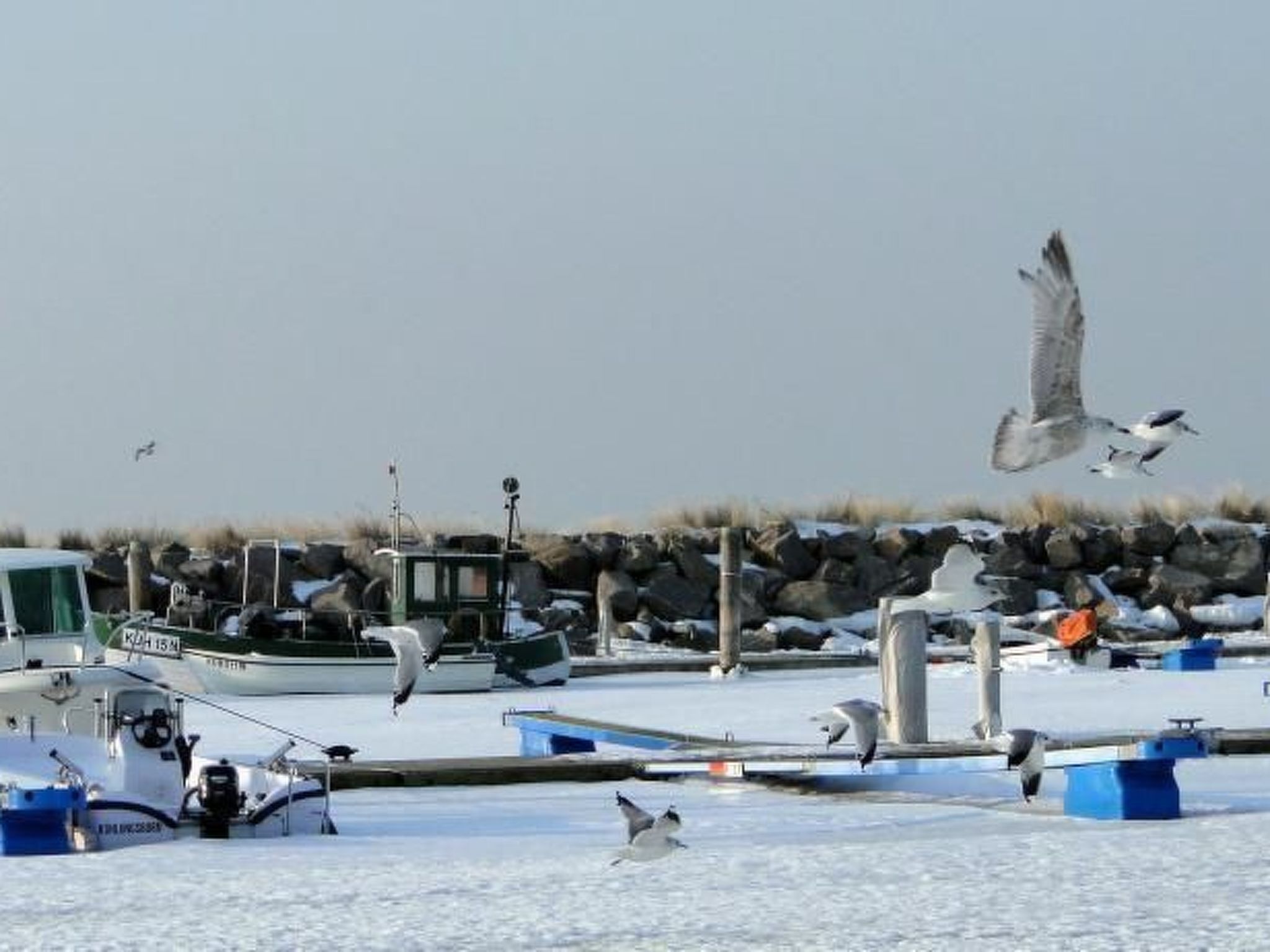 A marina with boats docked and a bird flying.