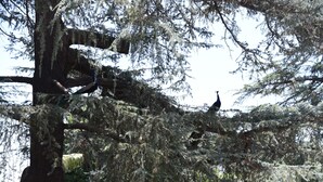 Un arbre avec des branches, et un paon perché sur l’une d’elles.