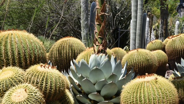 Un vaste jardin de cactus comprenant différentes espèces de cactus et de plantes succulentes.