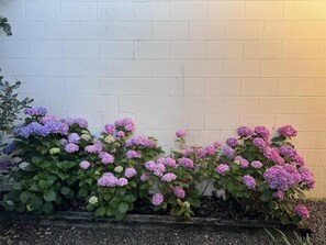 Property grounds - House at the heart of Hamilton (Hamilton)