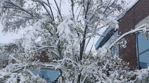A snow-covered tree in front of a building with a sign that reads "lave-toutou" and "coupe-griffes".