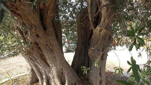 A large tree with thick, textured bark and a dense canopy of green leaves. - "Romantische Wohnung mit Meerblick" by Interhome (Vinišće)