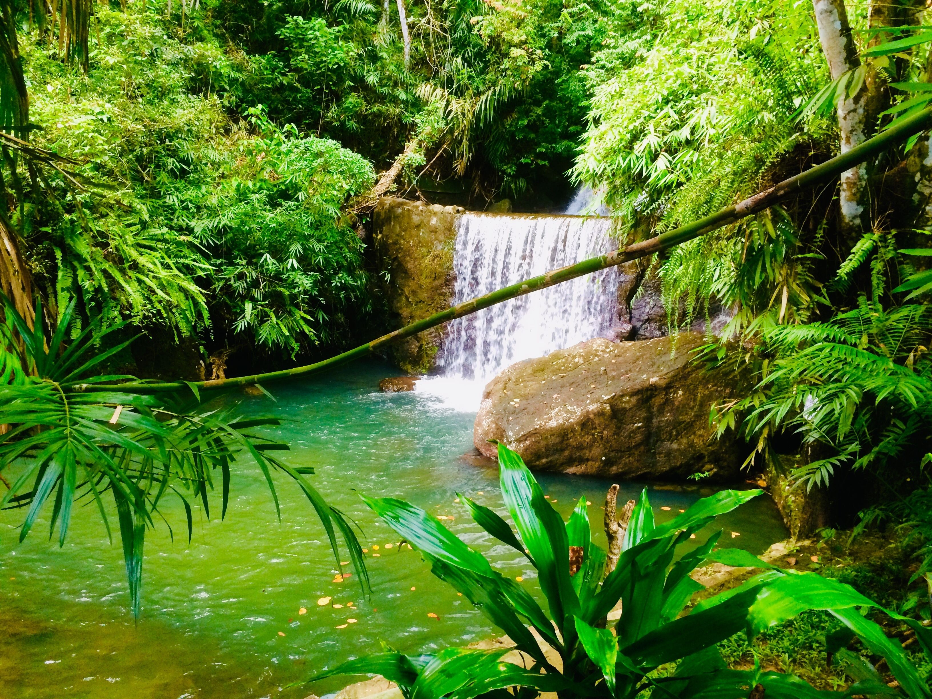 A waterfall in a lush green forest with clear water and rocks.