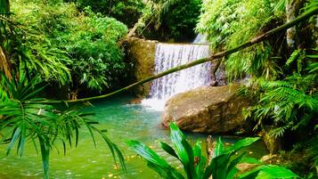 A waterfall in a lush green forest with clear water and rocks.