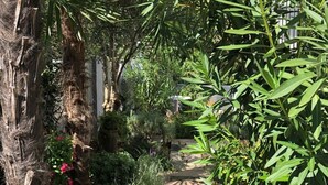 Un sendero de piedra que atraviesa un jardín exuberante con diversas plantas y un tronco de árbol.