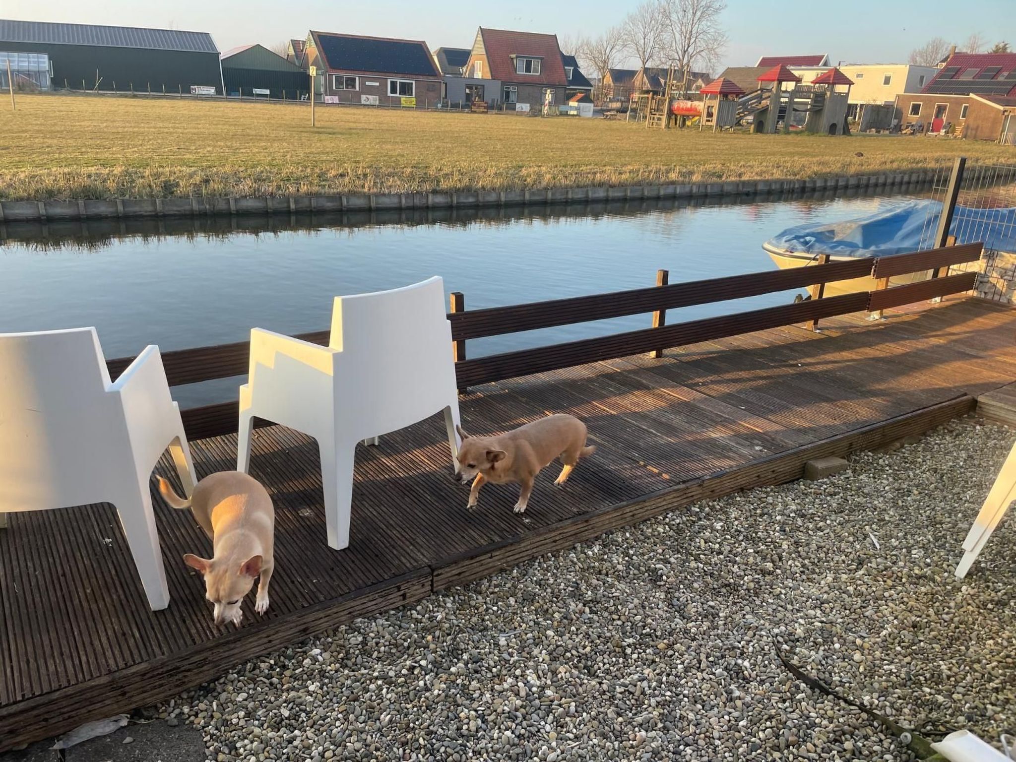 A wooden deck with white chairs and a dog near a water body.