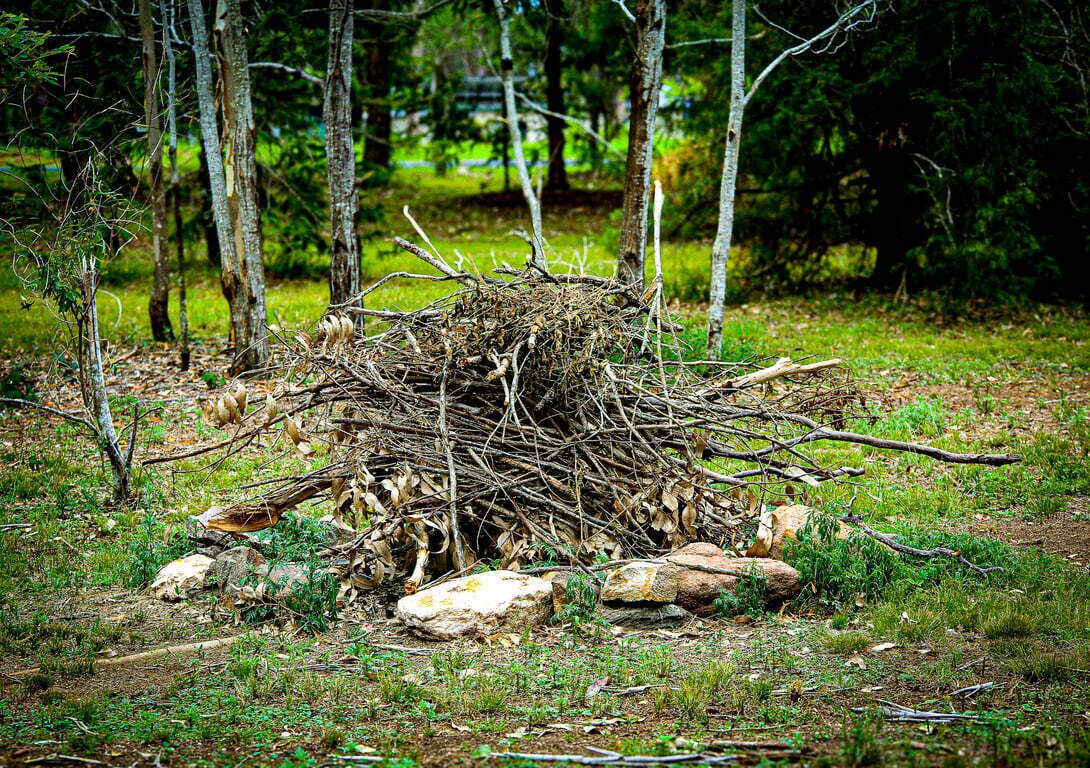 Ein Nest aus Zweigen und Ästen in einer bewaldeten Gegend mit Bäumen und Steinen.