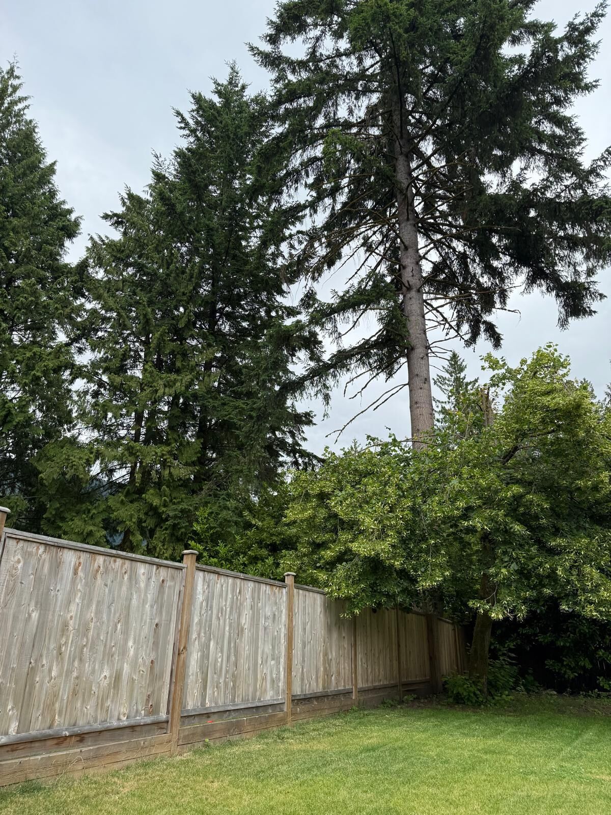 Une clôture en bois dans un jardin, avec un grand arbre et une pelouse verdoyante.