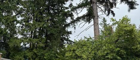 Une clôture en bois dans un jardin, avec un grand arbre et une pelouse verdoyante.