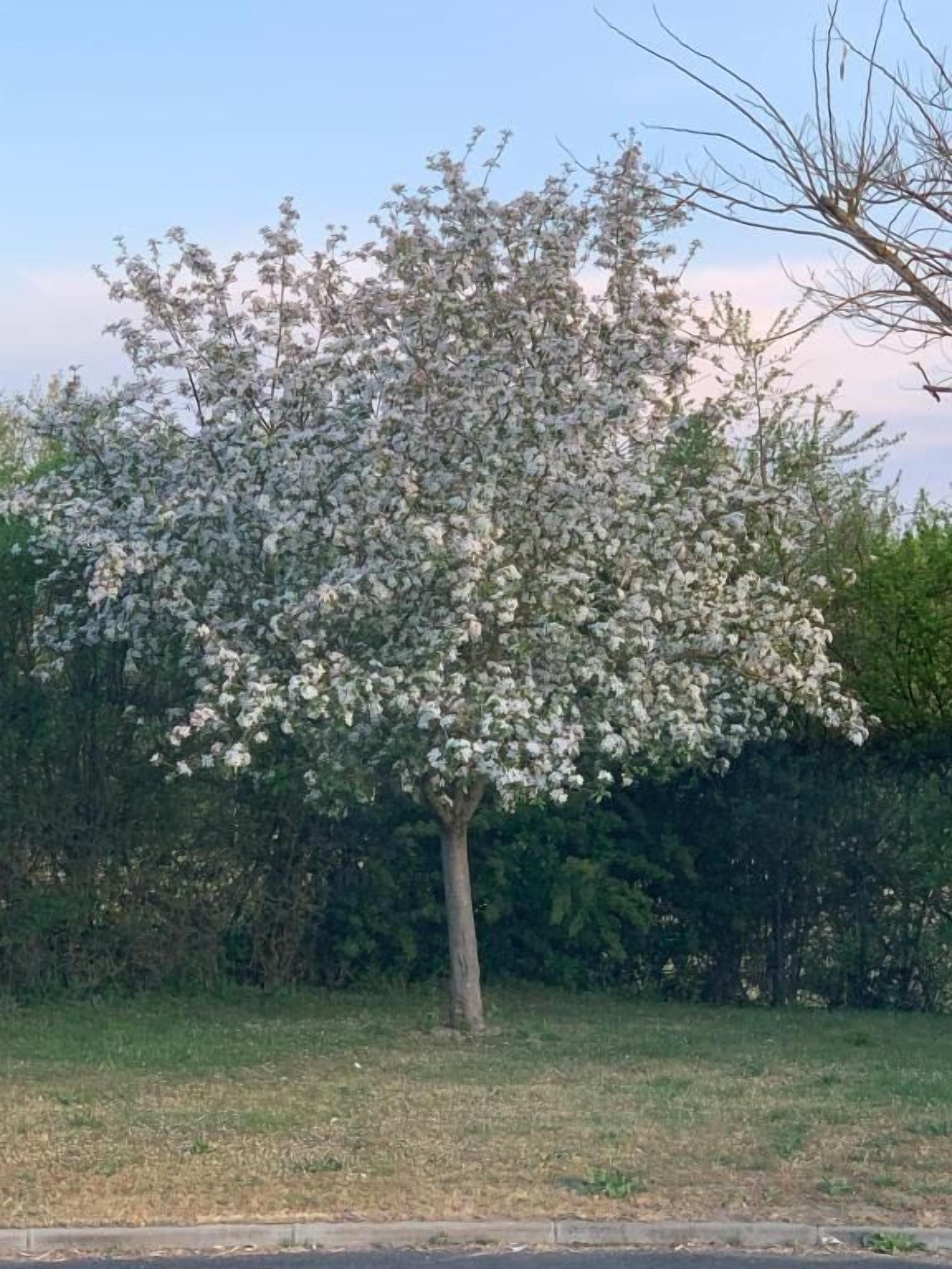 A tree with white blossoms in a grassy area.